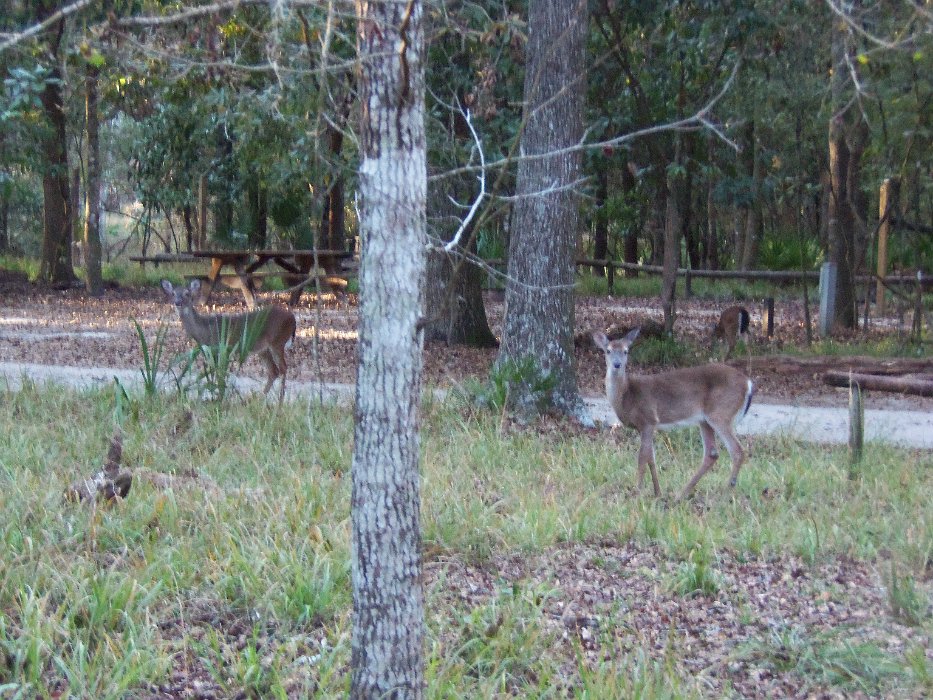022-back at Manatee Spgs St Pk.jpg